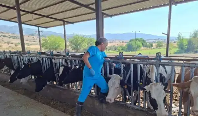 Kurban Yaklaşırken Şap Alarmı: 17 Mahalle Karantinada