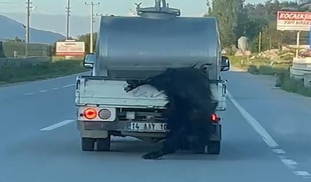 Kurbanlık Hayvanı Araçtan Sarkıtarak Taşıdı