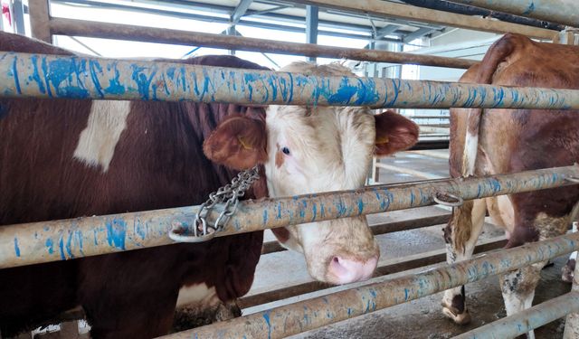 Kocaeli’de Kurban Kesim Başvuruları 11 Mayıs’ta Başlıyor