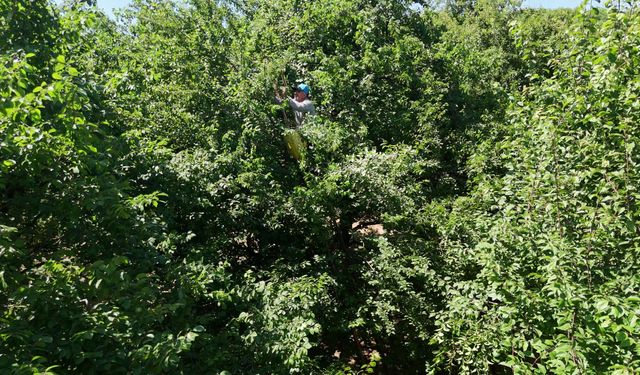 Kartepe’de Eşme Eriği Hasadı Başladı
