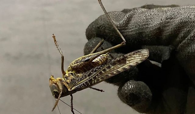 Balkanlar'dan geldi, Kocaeli'ye yayıldı