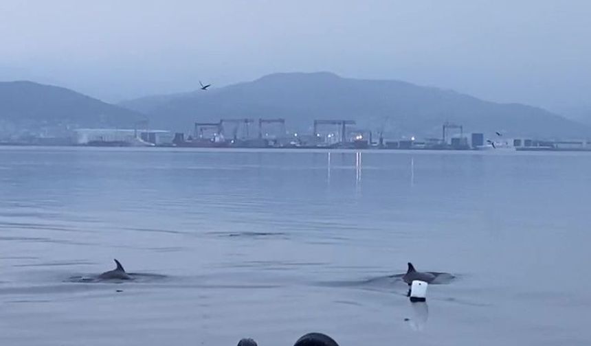 Müsilaj gitti yunuslar geldi