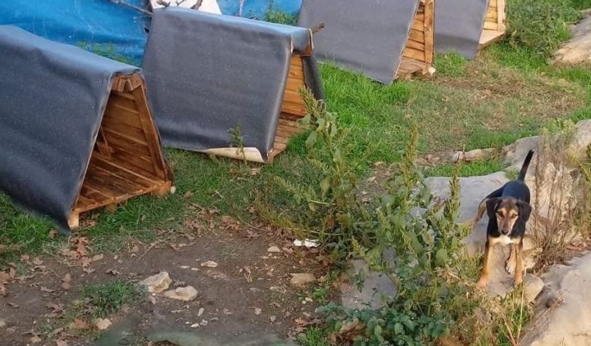 KOÜ Hayvan dostları kolları sıvadı