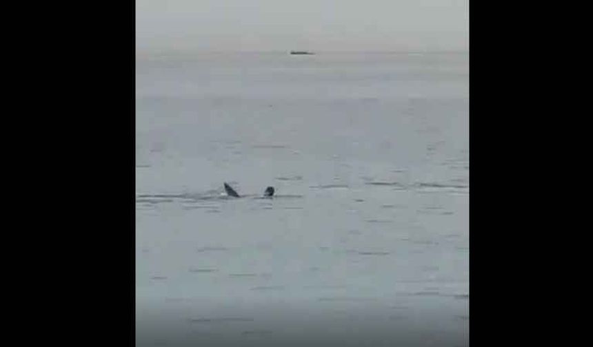 KÖPEK BALIĞI SALDIRISI VİDEO, Köpek balığının saldırdığı turist feci şekilde can verdi!