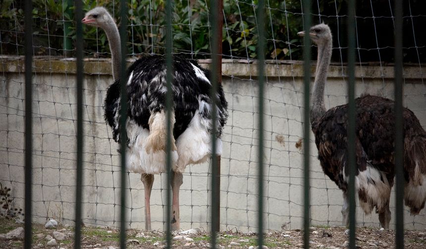 Kuş Gribi Alarmı! Türkiye'de de görüldü