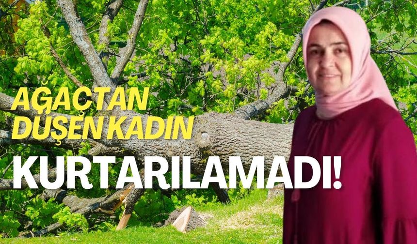Ağaç Budamak İsterken Hayatını Kaybetti