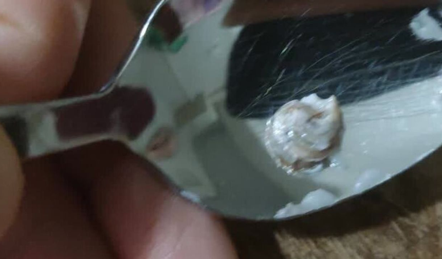 Kocaeli'de eklerin içinden salyangoz çıktı!