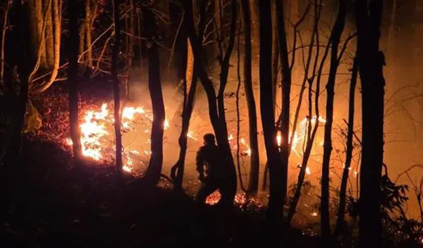 Fındık Bahçesindeki Yangın Ormanlık Alana Sıçradı