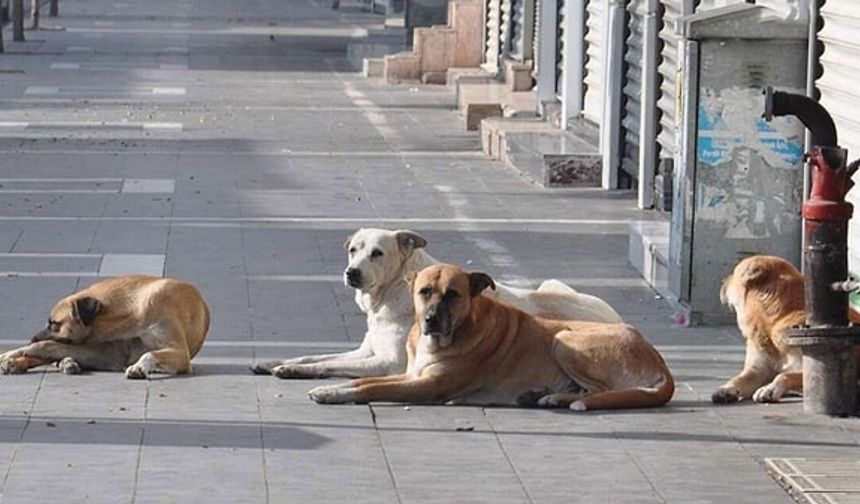 Sokak Köpeklerini Beslemek Yasaklandı