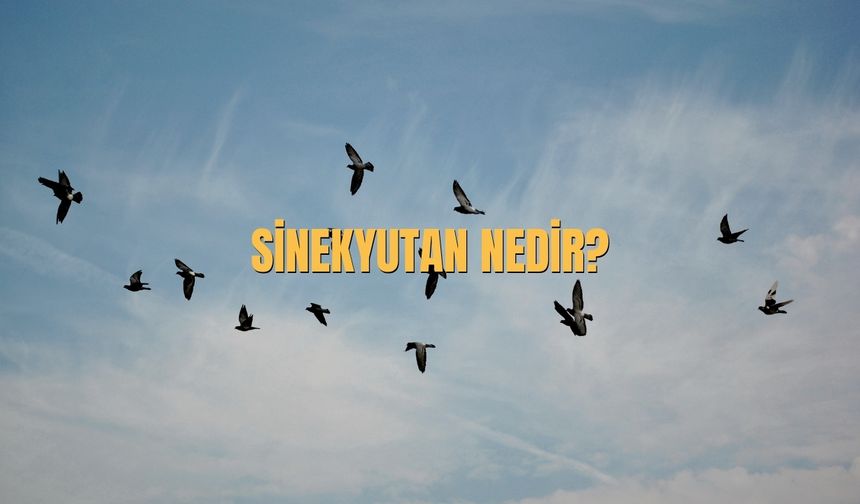 Sinekyutan Nedir? Sinekyutan Detaylı Rehber