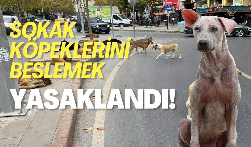 Sokak köpeklerini beslemek yasaklandı