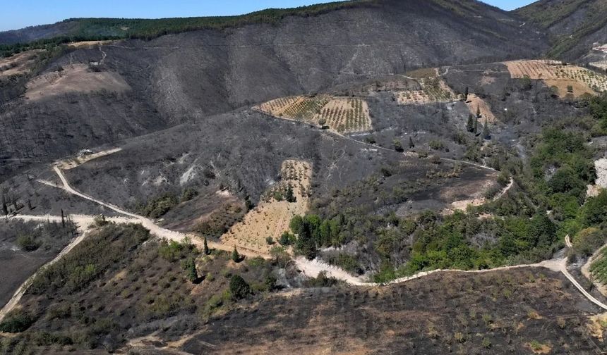 Karamürsel’de Yanmış Ormanlık Alan Yeniden Hayat Buluyor