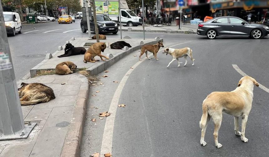 Ekim Ayına Kadar Kadar Sokak Köpekleri Tamamen Toplanacak!