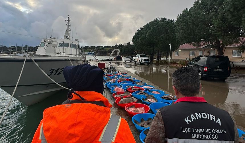 Kandıra'da Opersayon: 500 Kalkan Balığına El Konuldu!