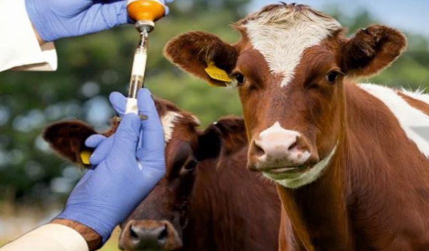 Şap Aşılama Programı Başladı