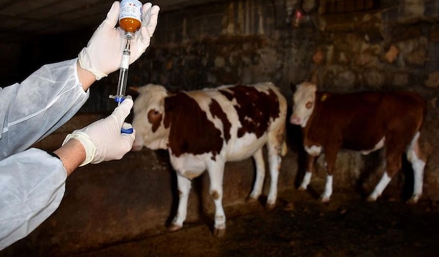 Kocaeli'de Şap Alarmı! Aşılama Başladı