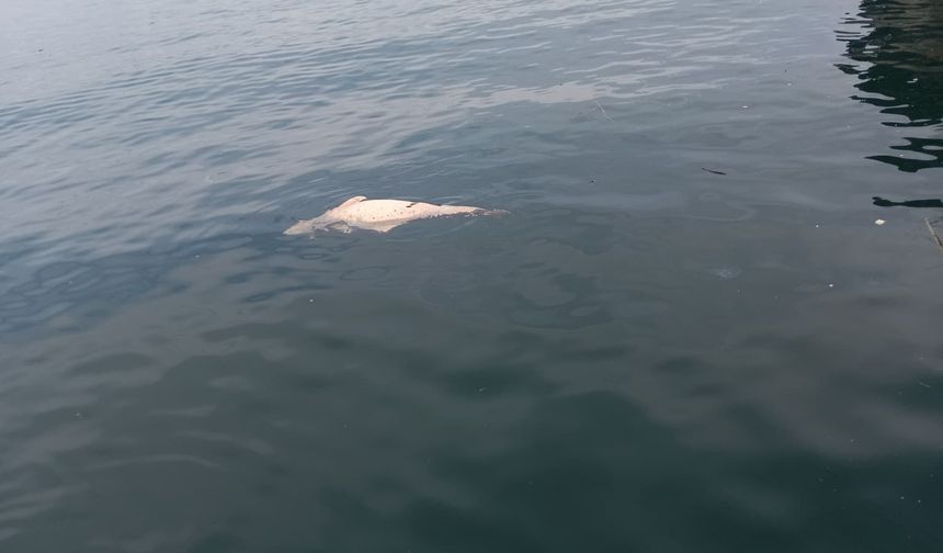 Kocaeli'de Korkutan Görüntü! Kıyıya Ölüsü Vurdu
