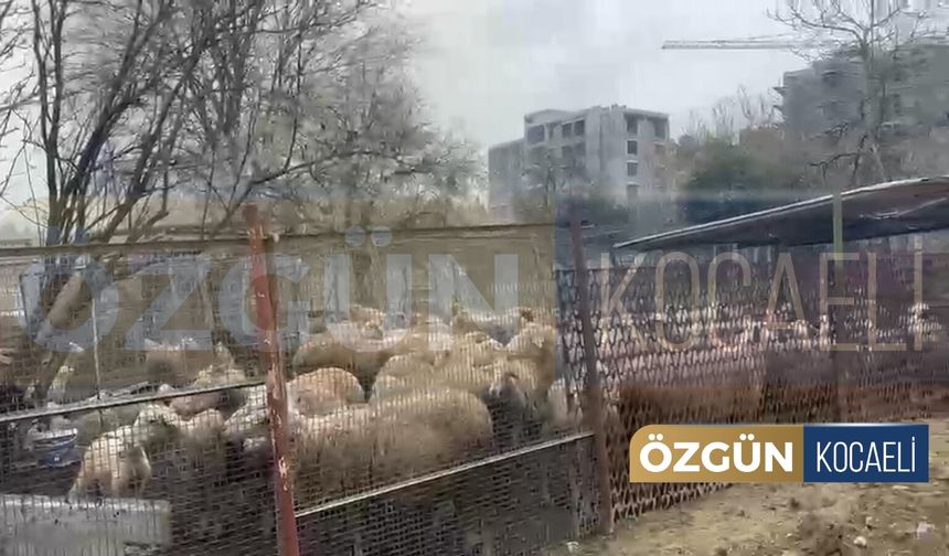 Dilovası’nda Ağıl Küle Döndü, Yüzlerce Hayvan Telef Oldu!