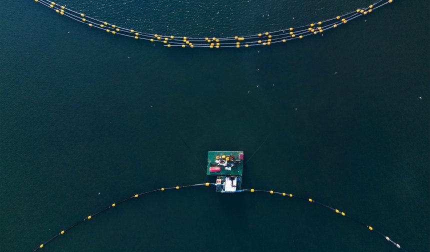 İzmit Körfezi'nin Sakinleri Çamur Temizliği Sonrası Geri Döndü