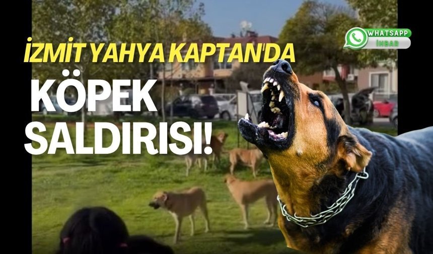 İzmit Yahya Kaptan'da Köpek Saldırısı!