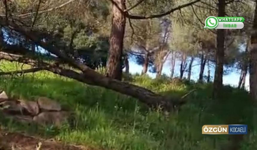 Çamtepe’de ağaçlar devrildi: Halktan acil önlem çağrısı