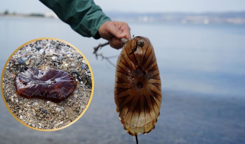 İzmit Körfezinde Bu Türü Görürseniz Sakın Dokunmayın!