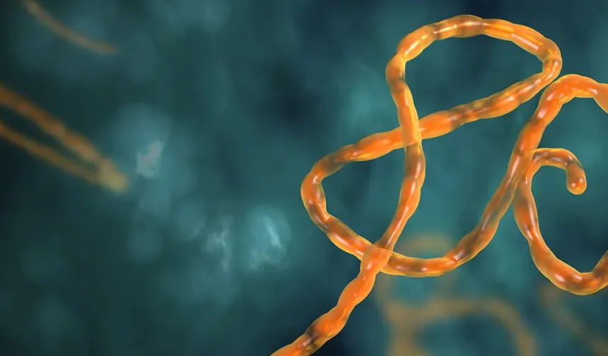 Ebola Salgını Yayılıyor! Sınır Kapıları Kapatıldı