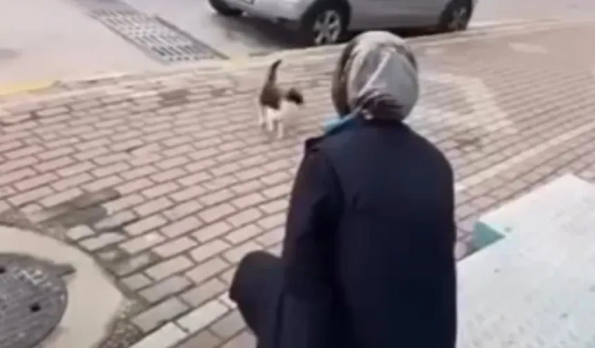 Kediye Sprey Sıkan Market Çalışanına Beraat