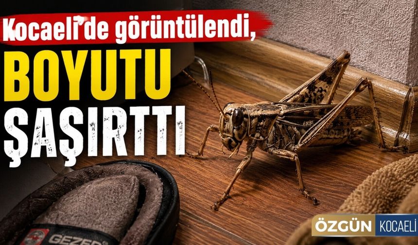 Kocaeli’de görüntülendi, boyutu şaşırttı