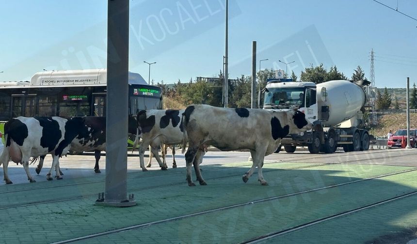 Kent ve köy birbirine karışınca onlar da yönünü şaşırdı