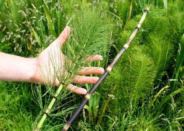 <p>Kırkkilit Otu; Pek çok faydası olan kırkkilit otu, ödem atmada da yardımcıdır. </p>
<p><strong>HABERİN DEVAMI İÇİN SAYFAYI İLERLETİNİZ</strong></p>