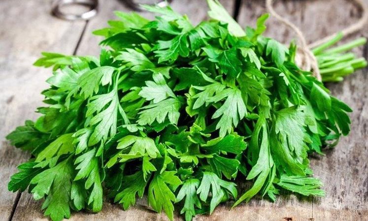 <p>Maydanoz; Maydanoz doğal bir diüretiktir bu nedenle; Bol maydanoz tüketmek veya smootielerin içerisine ekleyerek sıvı tüketmek ödemin yok olmasına yardımcı olur. </p>
<p><strong>HABERİN DEVAMI İÇİN SAYFAYI İLERLETİNİZ</strong></p>