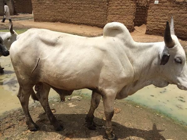 SALİH's GÖZÜNDEN NİJERYA