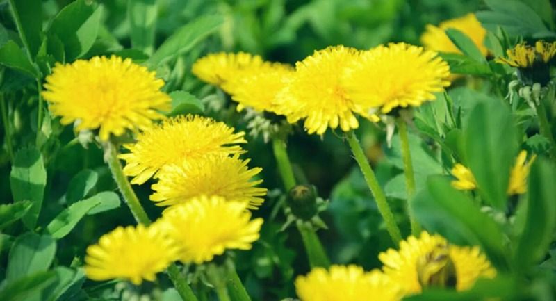 <p>Karahindiba; Karahindiba da yine bir doğal diüretiktir ve karahindiba çayı tüketmek ödemi rahatlatmaya yardımcıdır. </p>
<p><strong>HABERİN DEVAMI İÇİN SAYFAYI İLERLETİNİZ</strong></p>