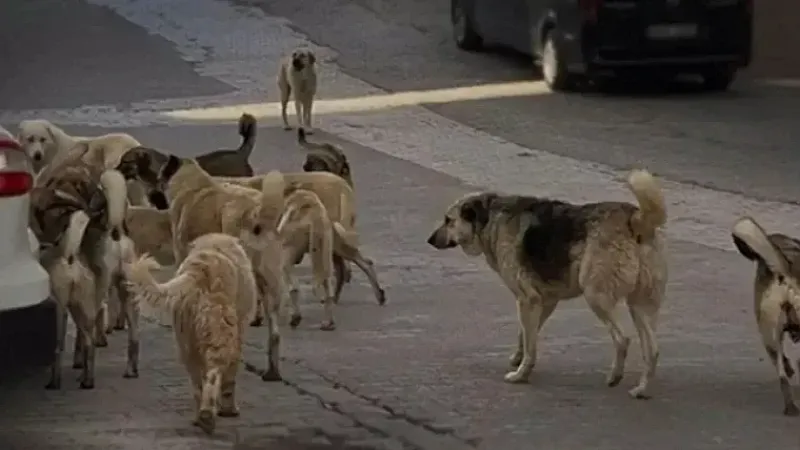Bakkala Giderken Boğazından Isırdılar!
