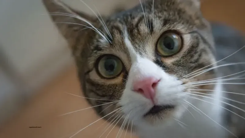 Rüyada Kedi Görmek Nedir, Ne Anlama Gelir?