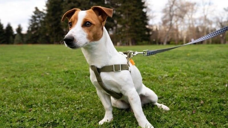 Rüyada Köpek Görmek Ne Anlama Gelir?