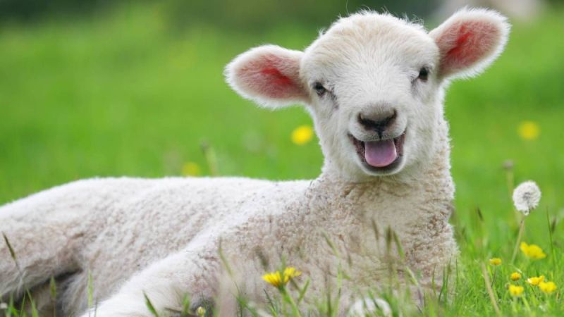 Arkadaşınıza Gönderebileceğiniz En Güzel Kurban Bayramı Mesajları