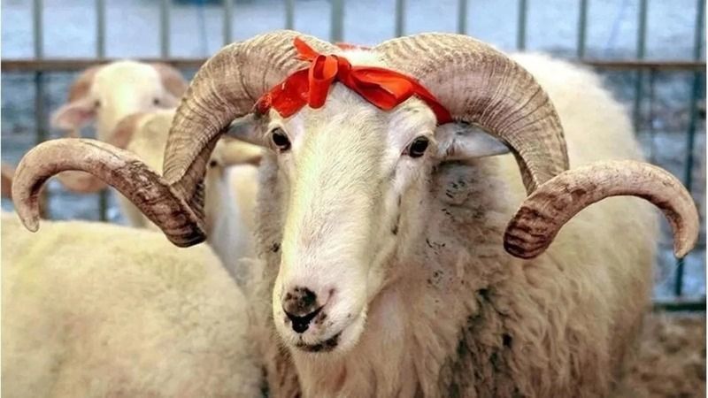 Kısa ve Öz: En Kısa Kurban Bayramı Mesajları Listesi