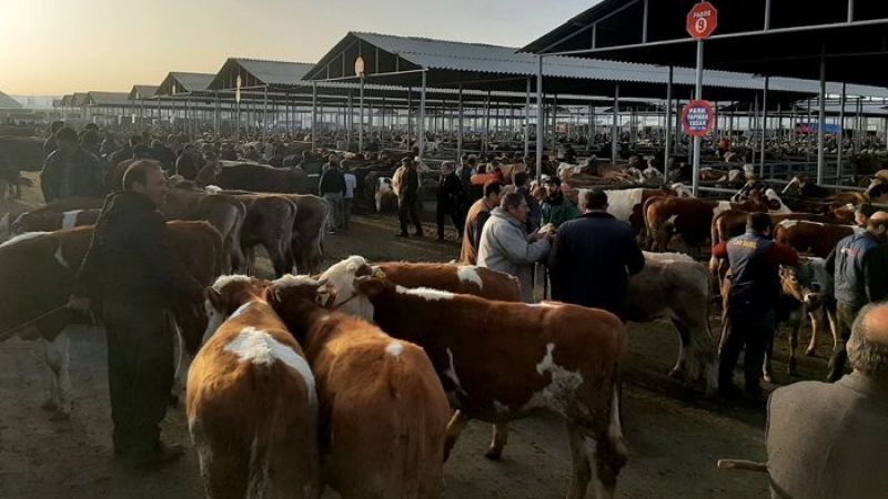 Kurbana Kaç Kişi Girilir? Kaç Kişi Ortak Olabilir?