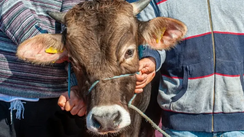 Kurbanlık Hayvan Nasıl Yatırılır? Nasıl Kesilir?