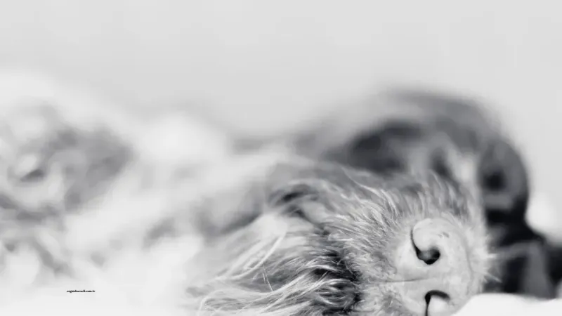 Rüyada Köpek Görmek Neye İşarettir? Ne Anlama Gelir?