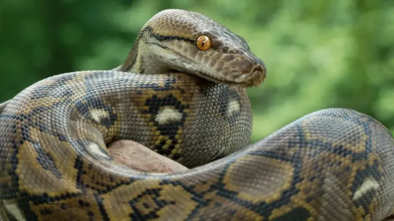 Rüyada Piton Yılanı Görmek Ne Anlama Gelir? Neye İşarettir?