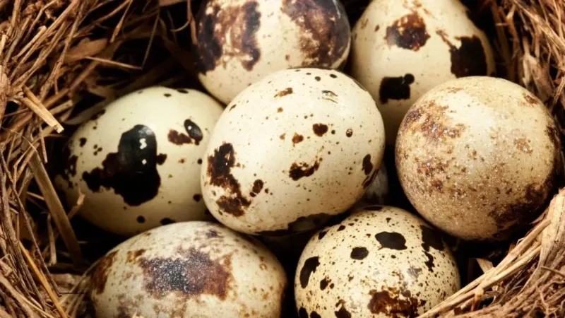 Bıldırcın Yumurtası Nasıl Pişirilir? Bıldırcın Yumurtası Pişirmenin Püf Noktaları