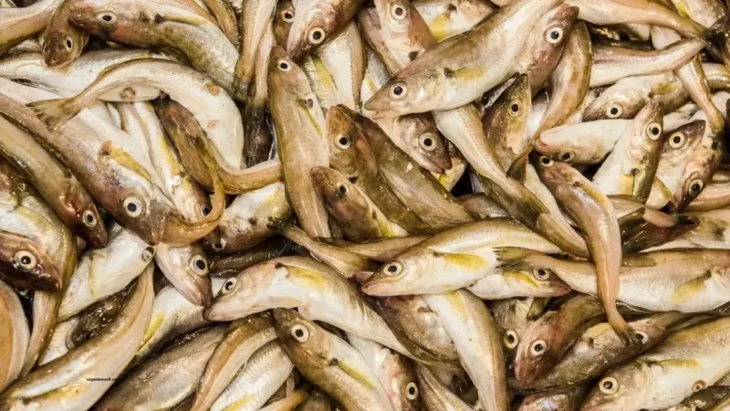 Mezgit Balığı Nasıl Pişirilir? Mezgit Pişirmenin Püf Noktaları