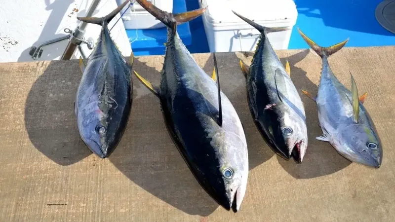 Orkinos Balığı Nasıl Pişirilir? Orkinos Balığı Pişirmenin Püf Noktaları