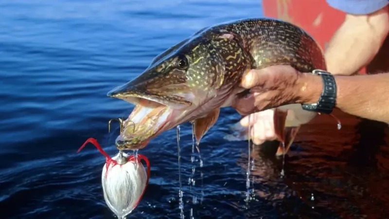 Turna Balığı Nasıl Pişirilir? Turna Balığı Pişirmenin Püf Noktaları