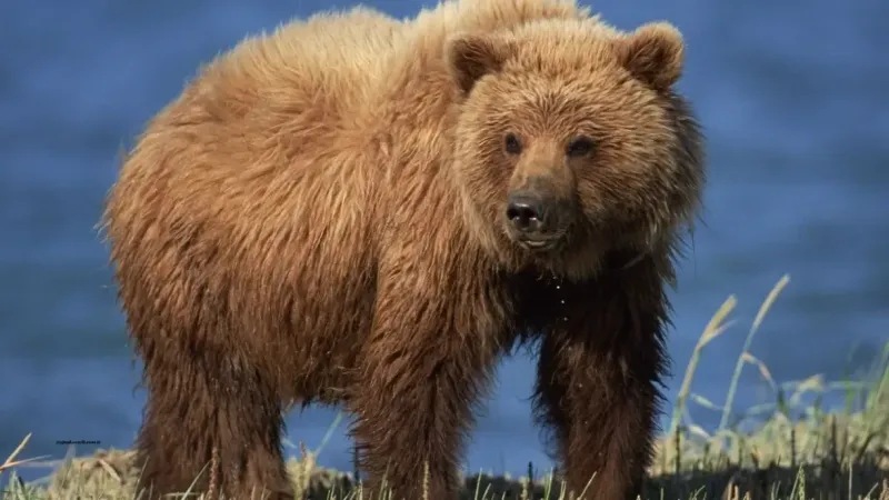 Rüyada Ayı Görmek Ne Anlama Gelir?