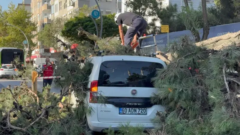 Seyir halindeyken ağacın altında kaldı