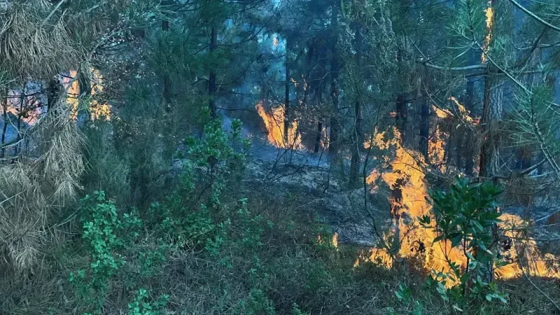 Umuttepe Kent Ormanı’ndaki Yangın Kontrol Altına Alındı